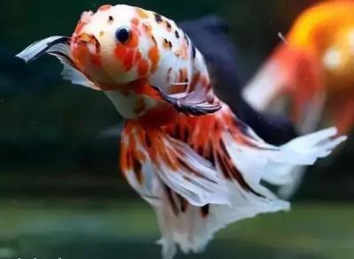 什么的金魚,什么的金魚動詞填空 什么的金魚,什么的金魚動詞填空