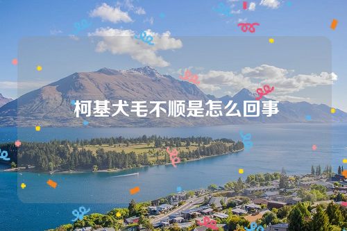 柯基犬毛不順是怎么回事 柯基犬毛不順是怎么回事